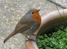 Robin on garden pot